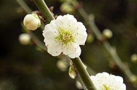 Green Calyx Plum Blossom