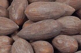 Discover the Benefits and Uses of Chinese Torreya Seed in TCM