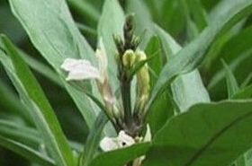 Xiao Bog Gu: Healing Benefits and Uses