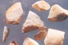 Cuttlefish Bone Benefits and Uses in Traditional Medicine