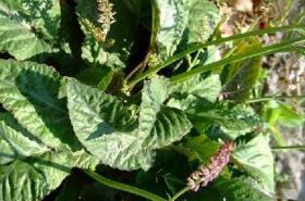 Single Leaf Blood Basket Herb: Uses and Benefits