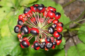 Zhuzishen Plant Image