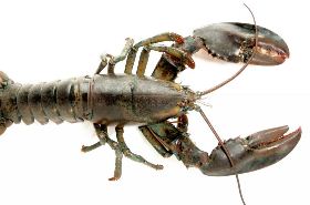 Lobster health benefits in Traditional Chinese Medicine