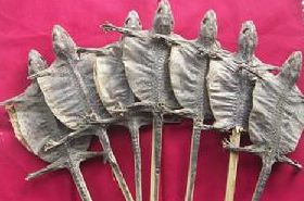 Gecko: Traditional Benefits and Uses