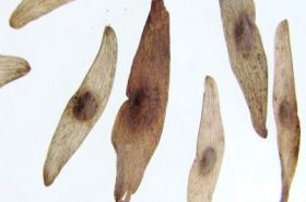 Phoenix Eye Grass: Health Benefits and Uses