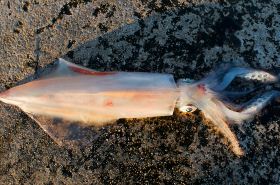 Octopus benefits for vitality and healing