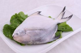 Pomfret fish benefits and uses
