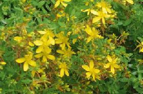 Hypericum Perforatum plant