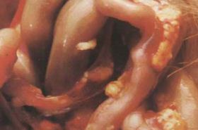 Chicken Intestines: Benefits, Uses, and Safety Tips