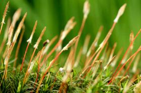 Xi Cao herb for treating internal injuries