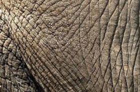 Elephant skin healing properties