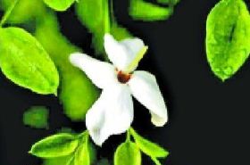 Four Seasons Jasmine Flower: Benefits and Uses