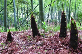 Bamboo Shoots: Benefits and Uses