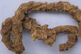 Bamboo Knot Ginseng: Uses and Benefits