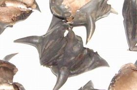 Ling Shells: Discover Their Health Benefits and Uses