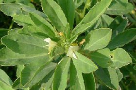 Broad Bean Leaves: Benefits and Uses