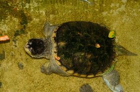 Turtle blood benefits and uses