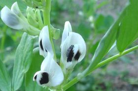 Broad Bean Flowers: Health Benefits and Uses