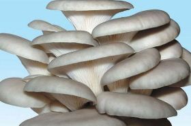 Oyster Mushroom Health Benefits