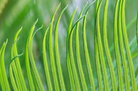 Iron Tree Leaf: Benefits, Uses, and Safety