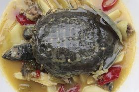 Turtle Meat: Benefits, Uses, and Precautions