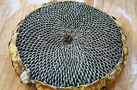 Sunflower Receptacle: Benefits and Uses in TCM