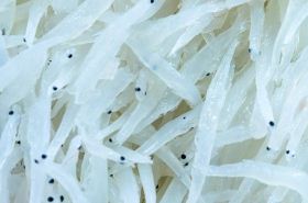 Silver Fish Health Benefits