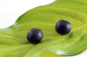 Bag Pills - Natural Remedy for Parasites