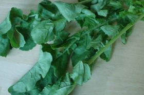 Radish Leaf