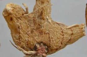 White Cattleya: Effects and Applications