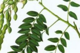 Huaizhi: Benefits and Uses