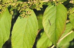 Callicarpa - Discover the Benefits and Uses of Purple Pearl