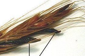 Ergot: Benefits and Uses