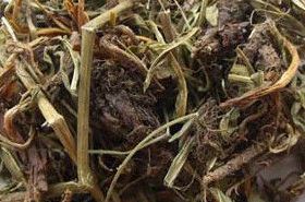 Spikenard benefits traditional Chinese medicine