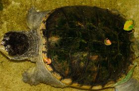 soft-shelled turtle blood benefits