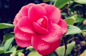 Camellia Flower: Benefits and Uses