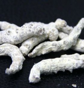 Male Silkworm Moth Benefits and Uses