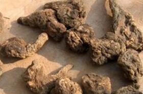 Wuyi: Uses, Benefits, and Traditional Treatments