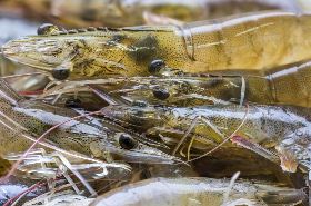 Shrimp image depicting antioxidant-rich seafood