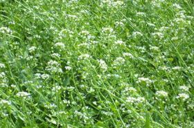 Shepherd's Purse Flower: Benefits and Uses