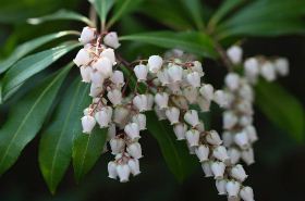 Ma Zui Mu: Benefits and Uses of This Poisonous Herb