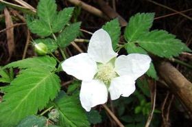 Daochu San Benefits and Uses in Traditional Chinese Medicine