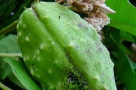 Luo Mo Zi benefits and uses