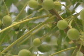 Bitter Melon Bark: Benefits and Uses