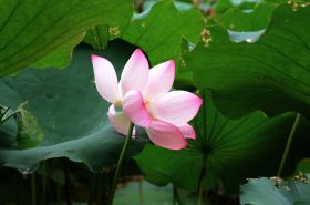 Lotus Seed Husk: Benefits and Uses of Lotus Seed Husk