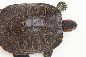 Turtle Fat: Benefits, Uses, and Health Tips