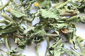 Lanbuzheng herb health benefits