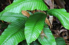Longleaf Fern: Benefits and Uses in TCM