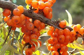 Sea Buckthorn: Benefits and Uses in Traditional Medicine