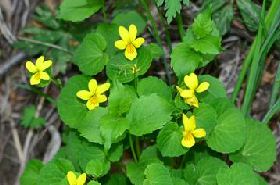 Bifloral Viola: Benefits and Uses in Herbal Medicine
